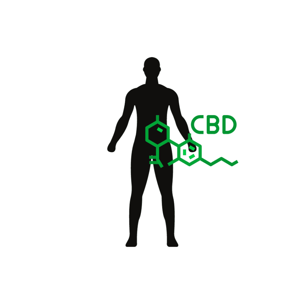 CBD Body Interactions