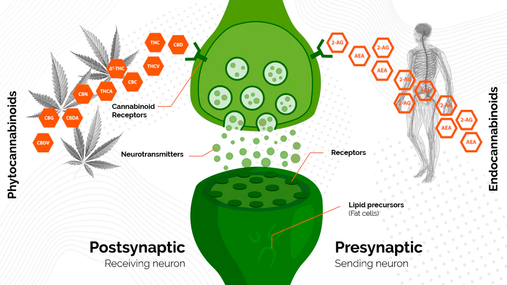 CBD's interaction with the Endocannabinoid system